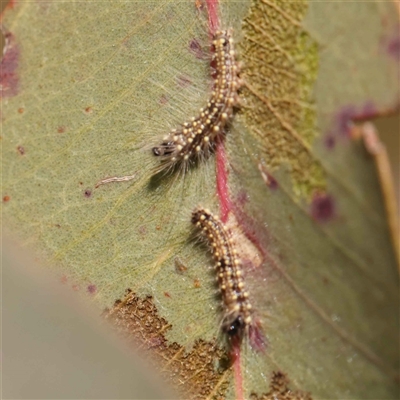 Uraba lugens (Gumleaf Skeletonizer) at Nicholls, ACT - 16 Sep 2024 by ConBoekel