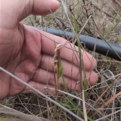 Diuris sp. (A Donkey Orchid) at Throsby, ACT - 23 Oct 2024 by Wildlifewarrior80