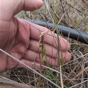 Diuris sp. at Throsby, ACT - 23 Oct 2024