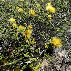 Beaufortia decussata at Kalbarri National Park, WA - 12 Sep 2024 by Paul4K