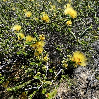 Beaufortia decussata at Kalbarri National Park, WA - 12 Sep 2024 by Paul4K