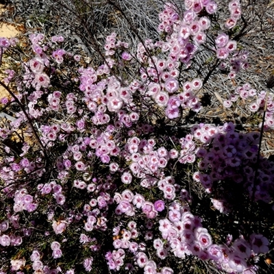 Unverified Other Shrub at Kalbarri National Park, WA - 12 Sep 2024 by Paul4K
