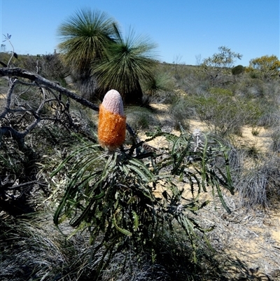 Banksia prionotes (Acorn Banksia) at Kalbarri National Park, WA - 12 Sep 2024 by Paul4K