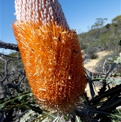 Banksia prionotes at Kalbarri National Park, WA - 12 Sep 2024 02:31 PM