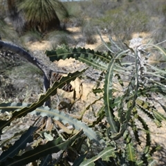 Banksia prionotes at Kalbarri National Park, WA - 12 Sep 2024 02:31 PM