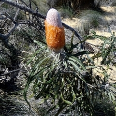 Banksia prionotes at Kalbarri National Park, WA - 12 Sep 2024 02:31 PM