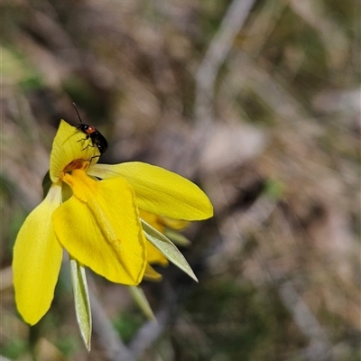 Diuris subalpina (Small Snake Orchid) at Mount Clear, ACT - 22 Oct 2024 by BethanyDunne