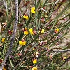 Bossiaea riparia at Mount Clear, ACT - 22 Oct 2024 01:15 PM