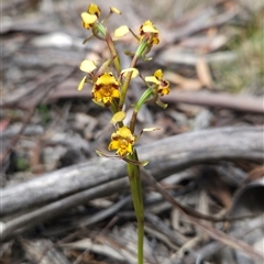 Diuris semilunulata (Late Leopard Orchid) at Mount Clear, ACT - 21 Oct 2024 by BethanyDunne