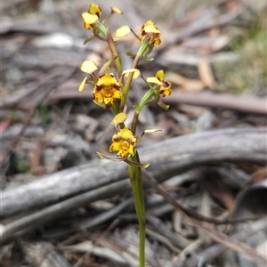 Diuris semilunulata at Mount Clear, ACT - 22 Oct 2024