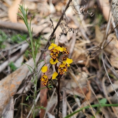 Diuris semilunulata (Late Leopard Orchid) at Mount Clear, ACT - 21 Oct 2024 by BethanyDunne