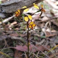 Diuris semilunulata at Mount Clear, ACT - suppressed