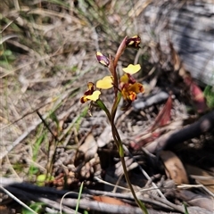 Diuris semilunulata (Late Leopard Orchid) at Mount Clear, ACT - 21 Oct 2024 by BethanyDunne