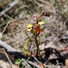 Diuris semilunulata at Mount Clear, ACT - suppressed