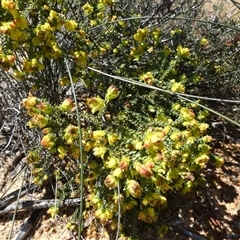 Geleznowia verrucosa at Kalbarri National Park, WA - 12 Sep 2024 by Paul4K