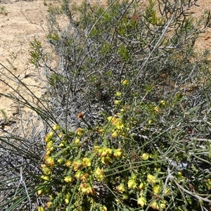 Geleznowia verrucosa at Kalbarri National Park, WA - 12 Sep 2024 02:38 PM