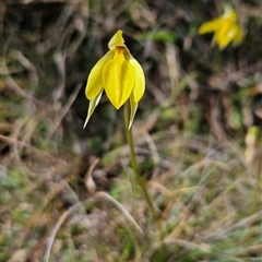 Diuris subalpina (Small Snake Orchid) at Mount Clear, ACT - 21 Oct 2024 by BethanyDunne