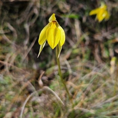 Diuris subalpina (Small Snake Orchid) at Mount Clear, ACT - 21 Oct 2024 by BethanyDunne