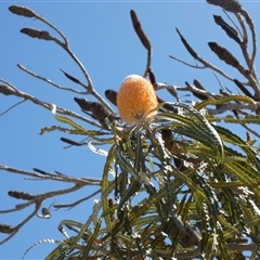 Unverified Other Shrub at Kalbarri, WA - 12 Sep 2024 by Paul4K