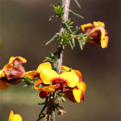 Dillwynia phylicoides (A Parrot-pea) at Indigo Valley, VIC - 1 Oct 2024 by ConBoekel