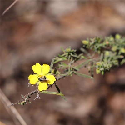 Hibbertia riparia (Erect Guinea-flower) at Indigo Valley, VIC - 1 Oct 2024 by ConBoekel