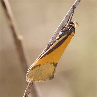 Philobota arabella (Concealer moth) at Indigo Valley, VIC - 1 Oct 2024 by ConBoekel