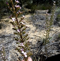 Stylidium sp. at Kalbarri National Park, WA - 12 Sep 2024 by Paul4K