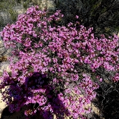 Calytrix (genus) (Turkey Bush) at Kalbarri National Park, WA - 12 Sep 2024 by Paul4K