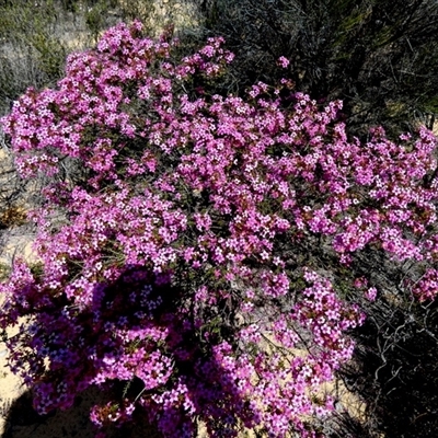 Calytrix (genus) (Turkey Bush) at Kalbarri National Park, WA - 12 Sep 2024 by Paul4K