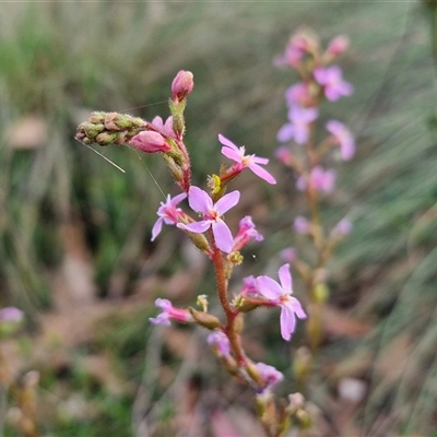 Stylidium graminifolium (grass triggerplant) at Yarra, NSW - 23 Oct 2024 by trevorpreston