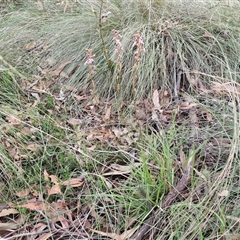 Stylidium graminifolium at Yarra, NSW - 23 Oct 2024