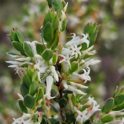 Brachyloma daphnoides (Daphne Heath) at Yarra, NSW - 23 Oct 2024 by trevorpreston