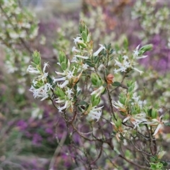 Brachyloma daphnoides at Yarra, NSW - 23 Oct 2024