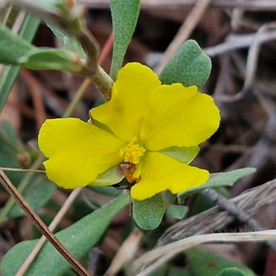 Hibbertia obtusifolia (Grey Guinea-flower) at Yarra, NSW - 23 Oct 2024 by trevorpreston