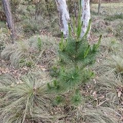 Pinus radiata (Monterey or Radiata Pine) at Yarra, NSW - 22 Oct 2024 by trevorpreston