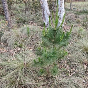 Pinus radiata at Yarra, NSW - 23 Oct 2024 07:21 AM