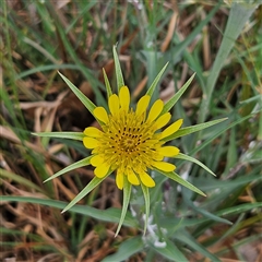 Tragopogon dubius (Goatsbeard) at Kingston, ACT - 22 Oct 2024 by MatthewFrawley