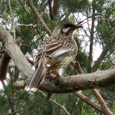 Anthochaera carunculata (Red Wattlebird) at Kingston, ACT - 23 Oct 2024 by MatthewFrawley
