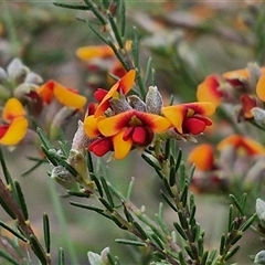 Dillwynia sericea (Egg And Bacon Peas) at Yarra, NSW - 22 Oct 2024 by trevorpreston