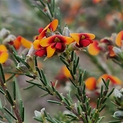 Dillwynia sericea at Yarra, NSW - 23 Oct 2024 07:20 AM