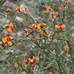 Dillwynia sericea at Yarra, NSW - 23 Oct 2024