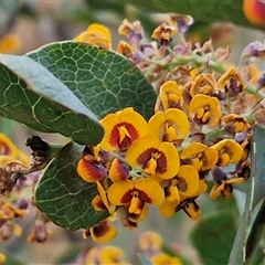 Daviesia latifolia (Hop Bitter-Pea) at Yarra, NSW - 22 Oct 2024 by trevorpreston