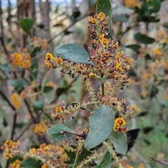 Daviesia latifolia at Yarra, NSW - 23 Oct 2024