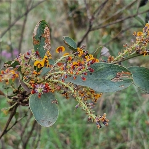 Daviesia latifolia at Yarra, NSW - 23 Oct 2024