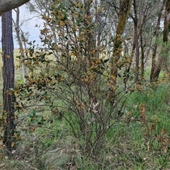 Daviesia latifolia at Yarra, NSW - 23 Oct 2024