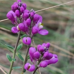 Comesperma ericinum (Heath Milkwort) at Yarra, NSW - 22 Oct 2024 by trevorpreston