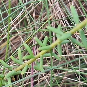 Comesperma ericinum at Yarra, NSW - 23 Oct 2024