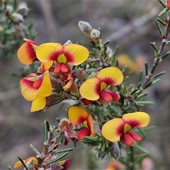 Dillwynia sericea (Egg And Bacon Peas) at Yarra, NSW - 22 Oct 2024 by trevorpreston