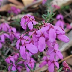 Tetratheca bauerifolia (Heath Pink-bells) at Yarra, NSW - 23 Oct 2024 by trevorpreston