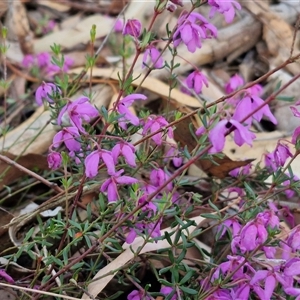 Tetratheca bauerifolia at Yarra, NSW - 23 Oct 2024